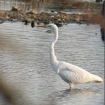Great Egret, Beddington Farmlands (M Keenan).