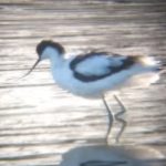 Avocet, London Wetland Centre (C Moore).