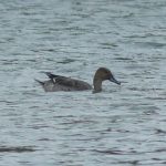 Pintail, Beddington Farmlands (P Alfrey).