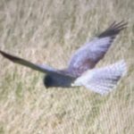 Hen Harrier, Brook (D Brassington).
