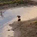 Dunlin, Unstead SF (J Parr).