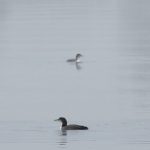 Great Northern Divers, Island Barn Reservoir (D Harris).