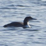 Great Northern Diver, Island Barn Reservoir (J Snell).