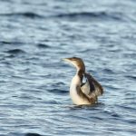 Great Northern Diver, Island Barn Reservoir (D Harris).