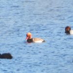 Red-crested Pochard, Thorpe Park (J Snell).