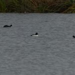 Goldeneye, London Wetland Centre (P Smallshire).