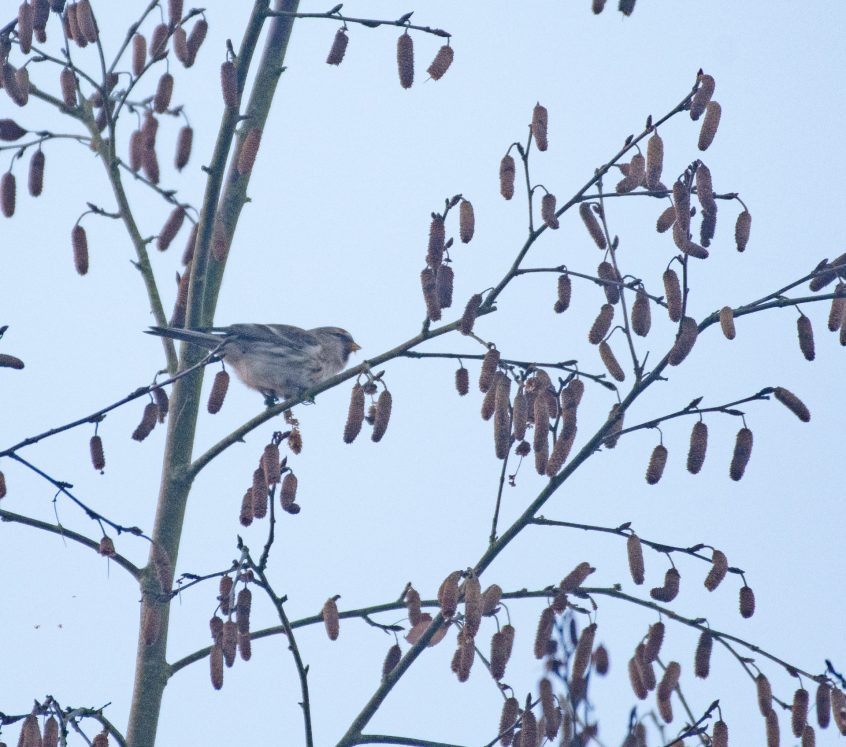 Mealy Redpoll, Witley Common (E Stubbs). Mealy Redpoll, Witley Common (E Stubbs).