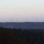 Woodpigeons, Leith Hill (W Attridge).