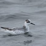 Grey Phalarope, Island Barn Reservoir (D Harris).