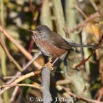 Dartford Warbler, Papercourt Water Meadows (R Clark).