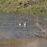 Green Sandpipers, Tice's Meadow (M Fincham).