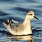 Grey Phalarope, Island Barn Reservoir (D Harris).