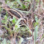 Jack Snipe, Beddington Farmlands (I Jones).