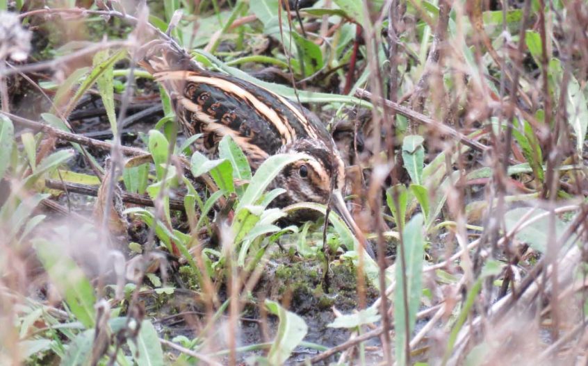 Jack Snipe, Beddington Farmlands (I Jones). Jack Snipe, Beddington Farmlands (I Jones).