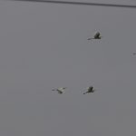 Great Egrets, Stoke Lake (M Fincham).