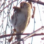Mealy Redpoll, Banstead Woods (I Ward).
