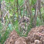 Short-eared Owl, Beddington Farmlands (D Bulling).