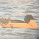 Goosander, Beddington Farmlands (J Pettit).
