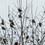 Waxwings, Balham (R Sankar).