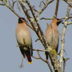 Waxwings, East Horsley (D Robinson).