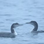 Great Northern Divers, Island Barn Reservoir (D Harris).