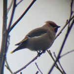 Waxwing, Balham (M Keenan).