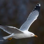 Yellow-legged Gull, Kingston upon Thames (T Inns).