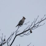 Waxwing, Richmond Park (D Brasier).
