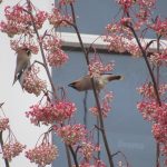 Waxwings, Balham (J Reeves).