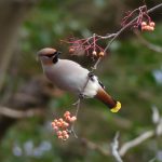 Waxwing, East Horsley (C Kemp).