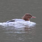 Goosander, Cutt Mill Ponds (A Bird).