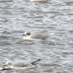 Mediterranean Gull, Beddington Farmlands (D Bulling).