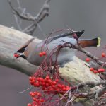 Waxwing, East Horsley (A Bird).
