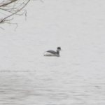 Black-necked Grebe, Tice's Meadow (S Malcolm).