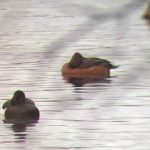 Ferruginous Duck, Thorpe Park (F Gurney).
