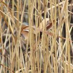 Bearded Tit, London Wetland Centre (J Reeves).