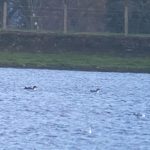 Great Northern Divers, Island Barn Reservoir (D Harris).