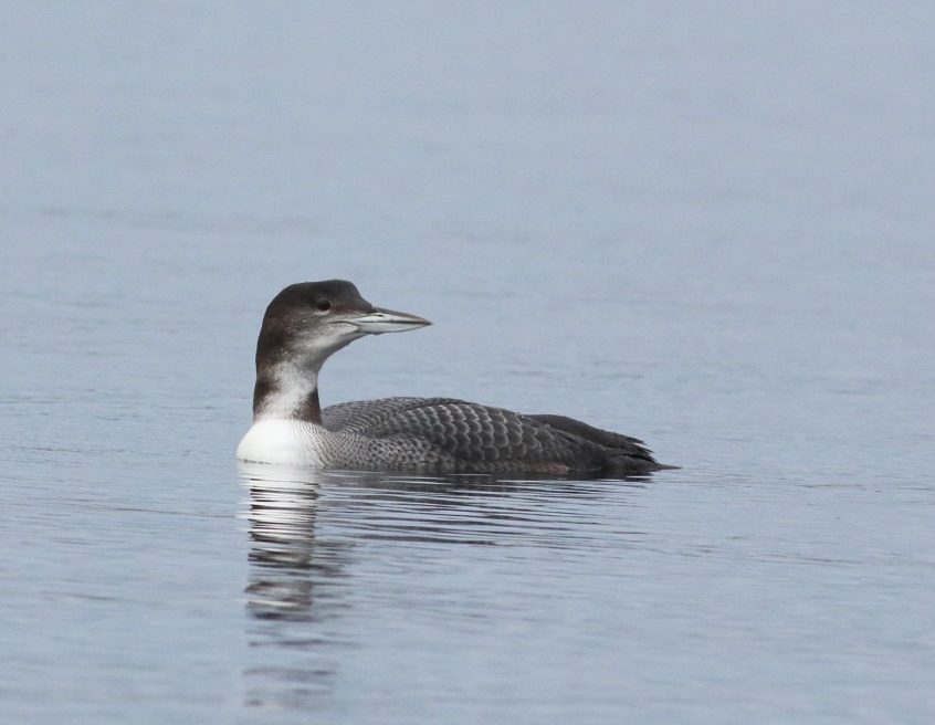 Great Northern Diver, Island Barn Reservoir (D Harris). Great Northern Diver, Island Barn Reservoir (D Harris).