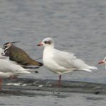 Mediterranean Gull, Thorpe Park (J Snell).
