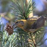 Crossbill, Thursley Common (R Fisher).