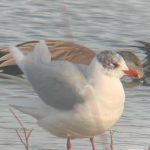 Mediterranean Gull, Beddington Farmlands (J Pettit).