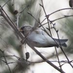 Mealy Redpoll, Chiddingfold Forest (E Stubbs).