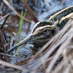 Jack Snipe, Lammas Lands (E Stubbs).