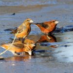 Crossbills, Hankley Common (S Harley).