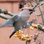 Waxwing, West End (S Harley).