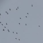 Golden Plovers, Burgh Heath (I Ward).