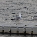 Yellow-legged Gull, Mercers CP (G Hay).