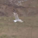 Yellow-legged Gull, Holmethorpe SP (G Hay).