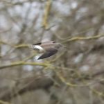Green Sandpiper, Holmethorpe SP (G Hay).