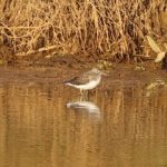 Green Sandpiper, Holmethorpe SP (G Hay).